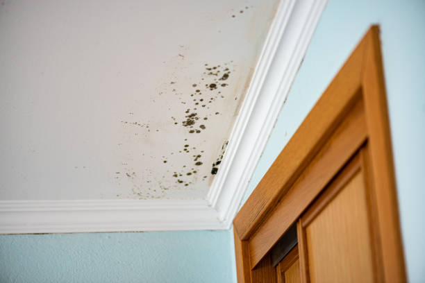 Best Commercial Mold Removal  in Justin, TX