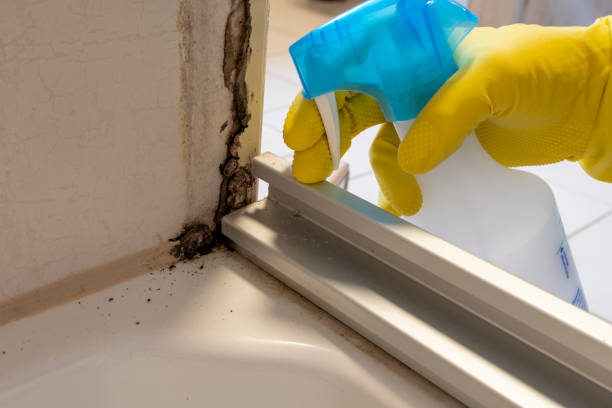 Best Home Mold Removal  in Justin, TX