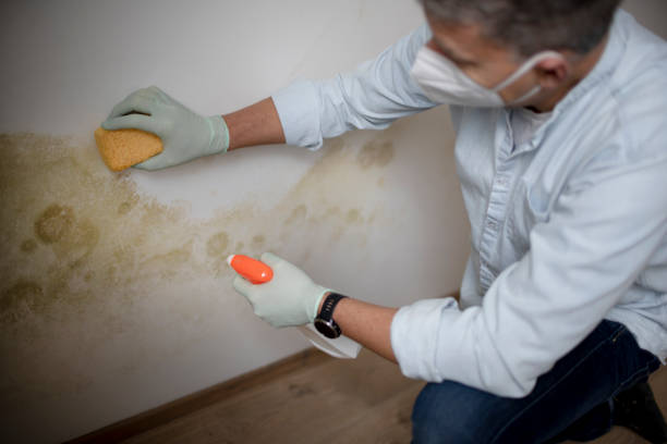 Office Mold Removal Services in Justin, TX