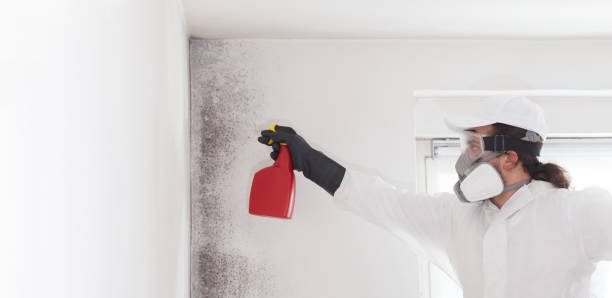 Best Fast Mold Removal  in Justin, TX