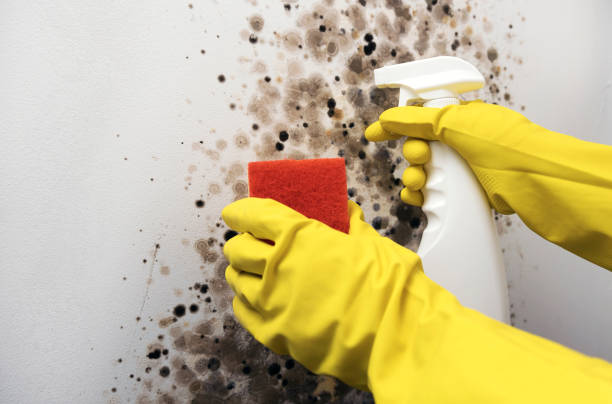 Best Office Mold Removal Services  in Justin, TX
