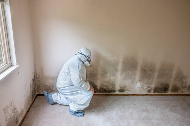 Best Residential Mold Removal  in Justin, TX