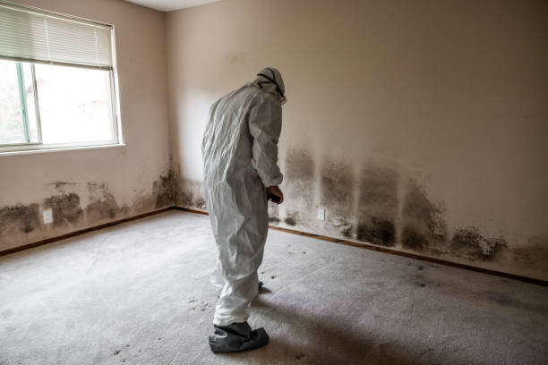 Best Mold Cleaning Services  in Justin, TX