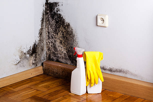 Best Mold Testing  in Justin, TX